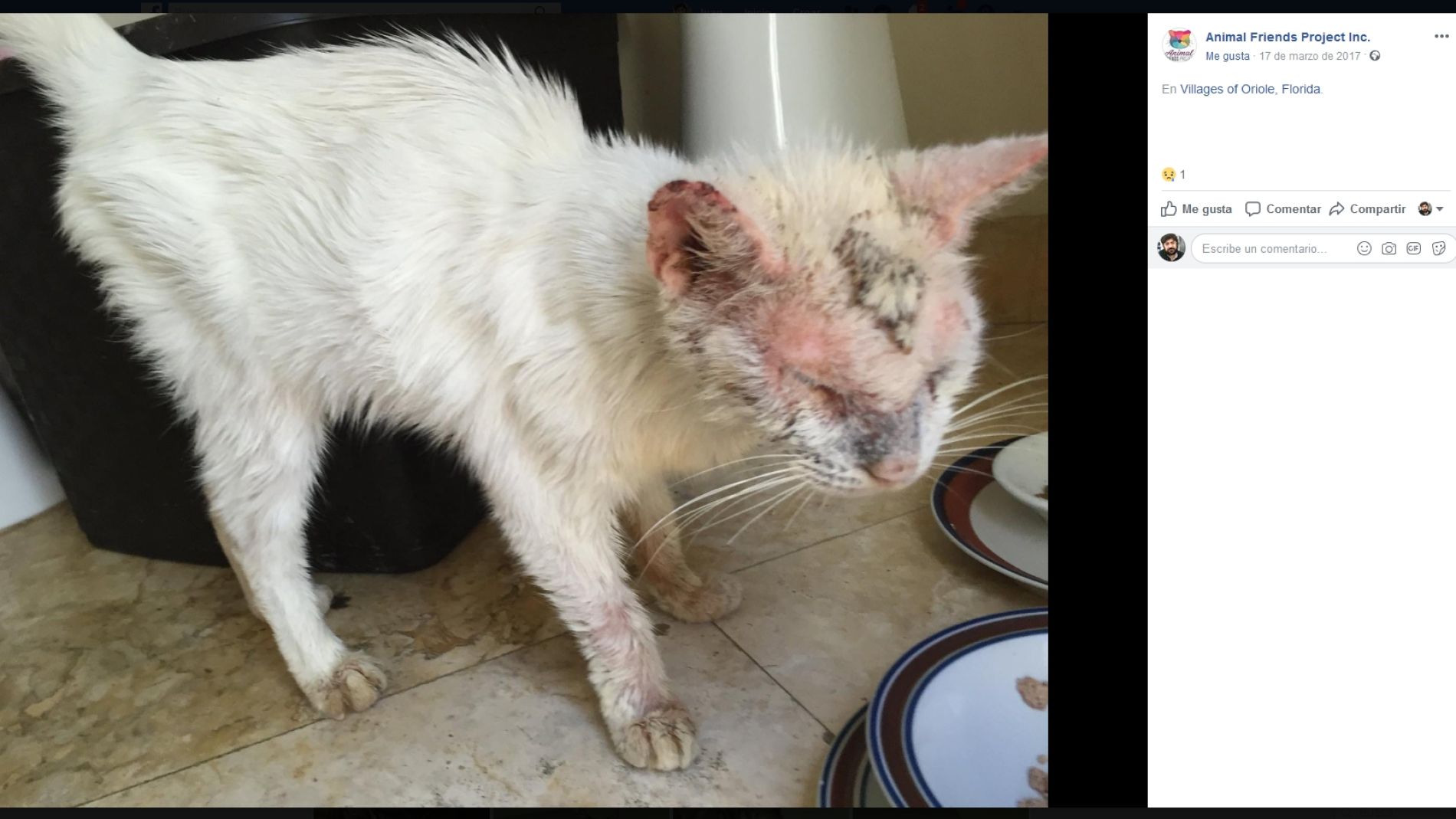 El gato rescatado Cotton