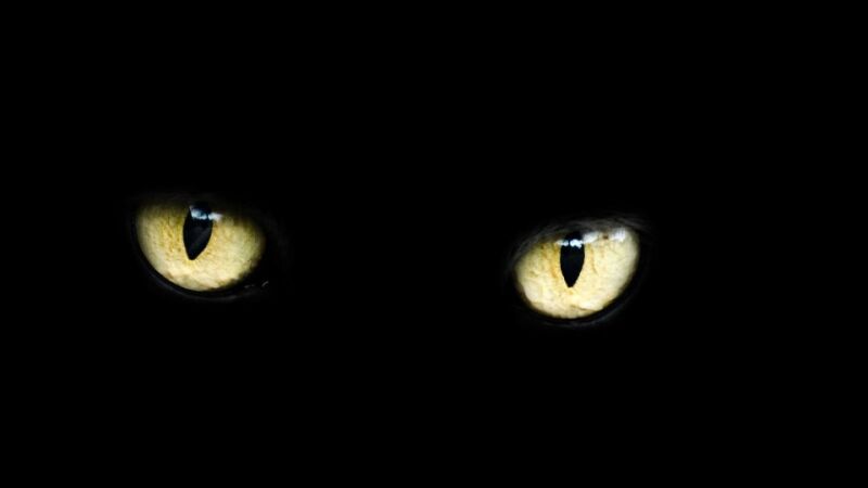 Escucha un ruido en el baño y descubre que su gato se había quedado emparedado