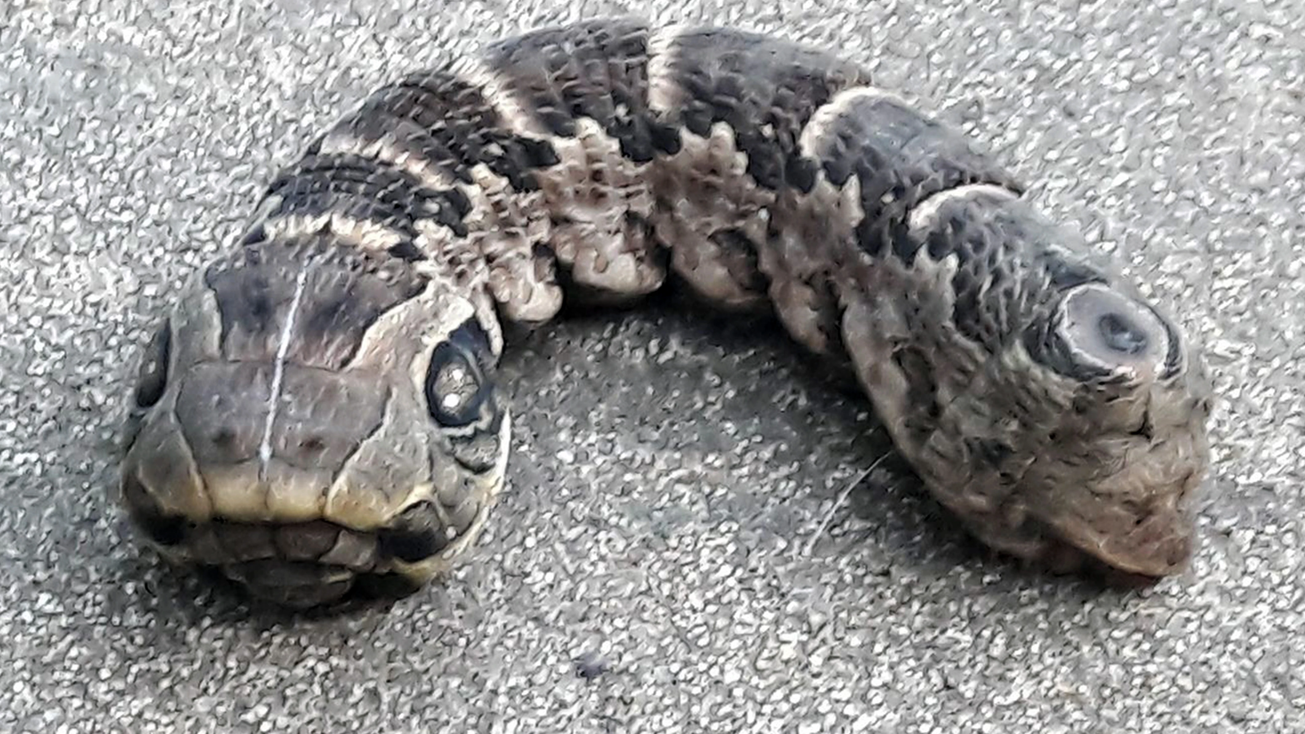 Extraña oruga