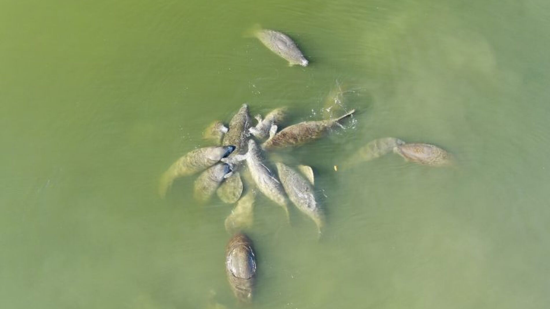 Manat&iacute;es apare&aacute;ndose