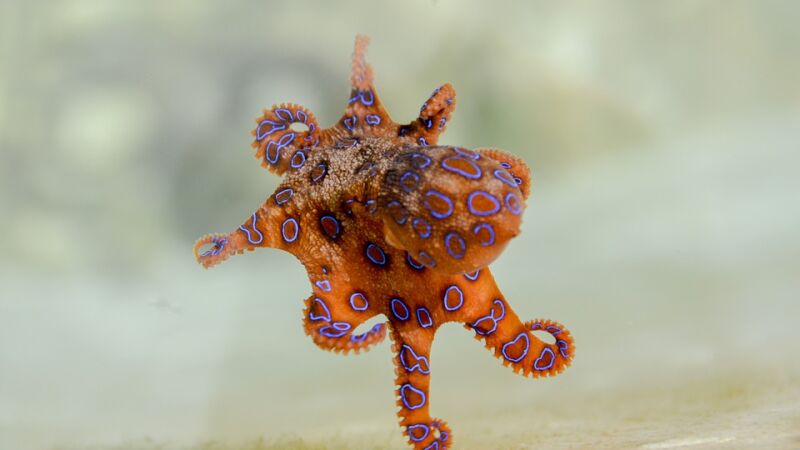 Una 'tiktoker' juega con un pequeño pulpo hasta que descubre que es uno de los animales más mortales del mundo