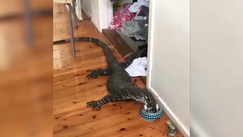 Lagarto gigante Lagarto gigante