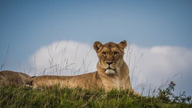 Cómo no hay que despertar nunca a una leona dormida