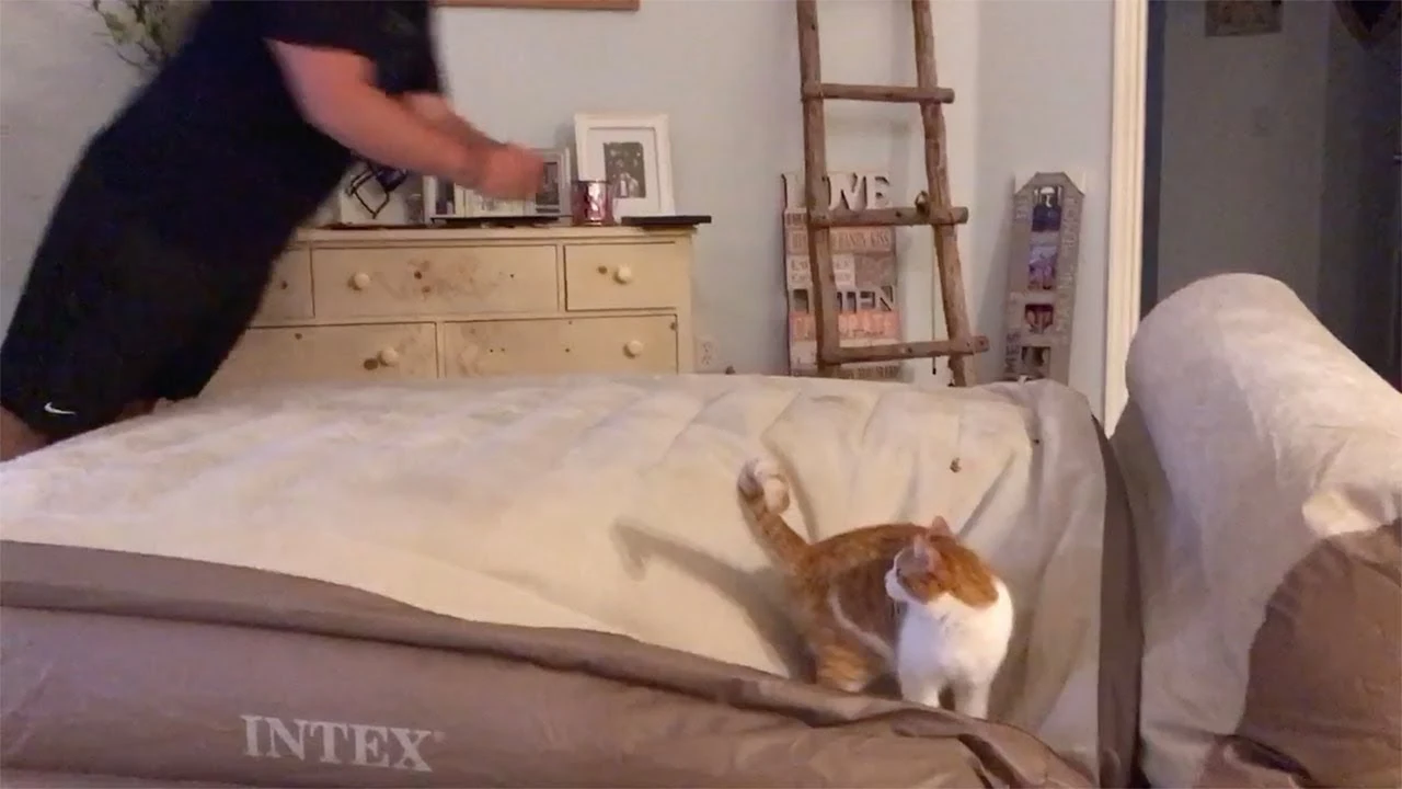 Un gato sale volando por los aires