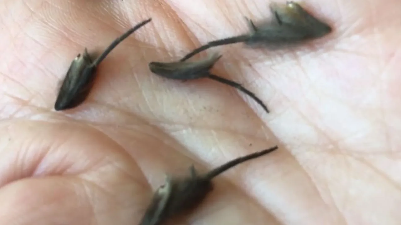 Encuentra misteriosas criaturas en la cocina Encuentra misteriosas criaturas en la cocina