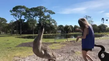 Cisne ataca a una mujer
