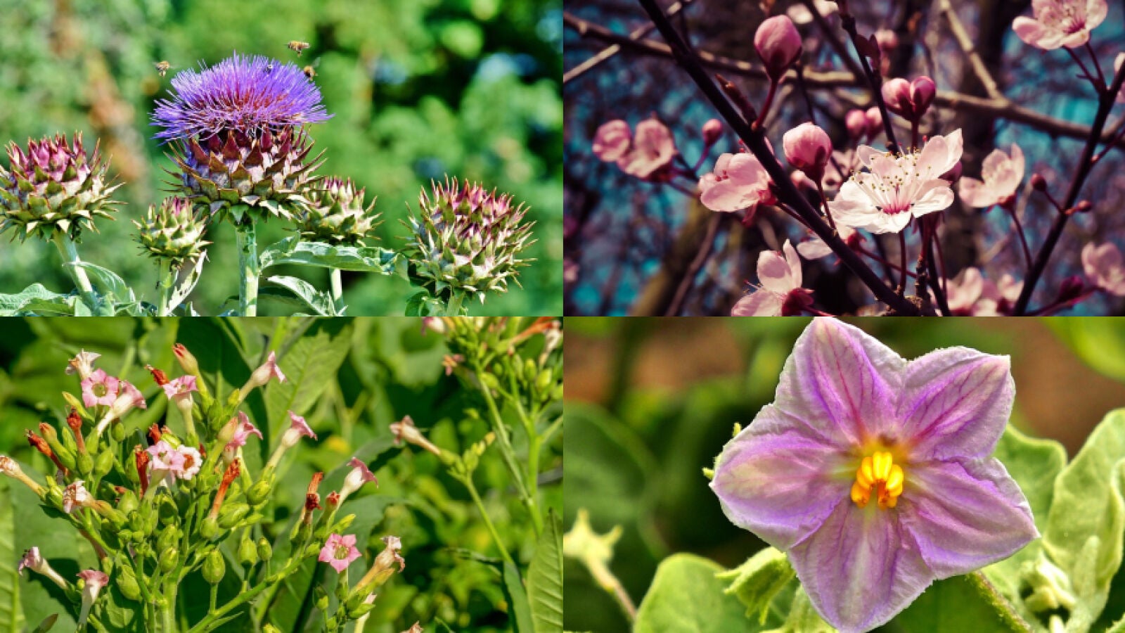 ¿A qué alimento corresponde cada una de estas flores?