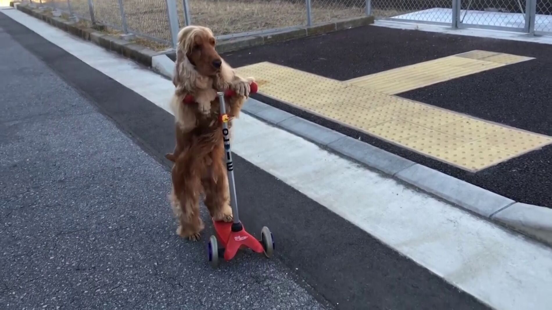 Perro montado en monopat&iacute;n