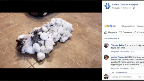 Gato congelado Gato congelado