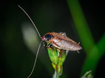 Cucaracha posada en una hoja 