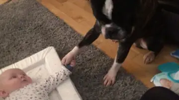 Este perro se niega a quitar la pata de su hermano bebé