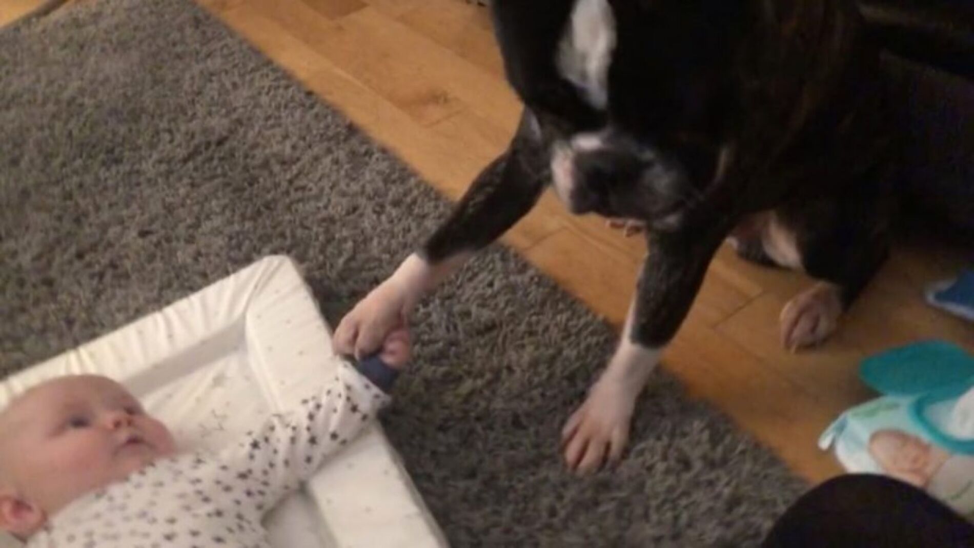 Este perro se niega a quitar la pata de su hermano beb&eacute;