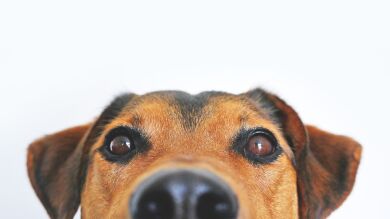 ¿Eres un amante de los perros? Demuestra cuánto sabes sobre ellos