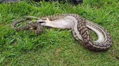 Graban a una serpiente devorando entero a un wallaby de un sólo bocado en el jardín de su casa
