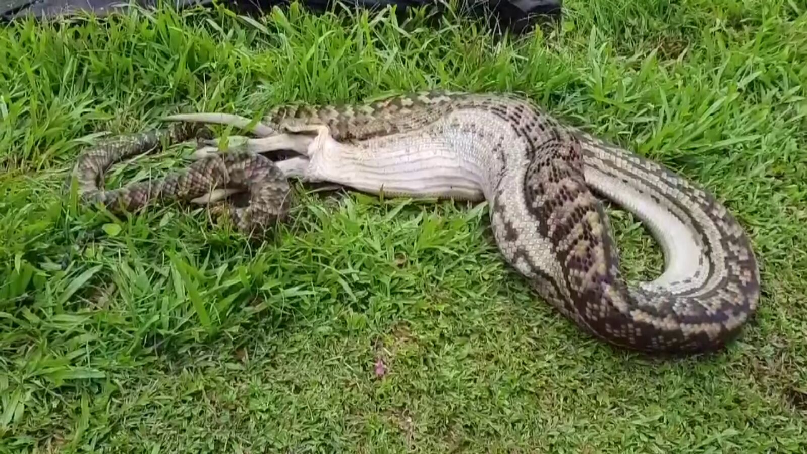 Graban a una serpiente devorando entero a un wallaby de un sólo bocado en el jardín de su casa