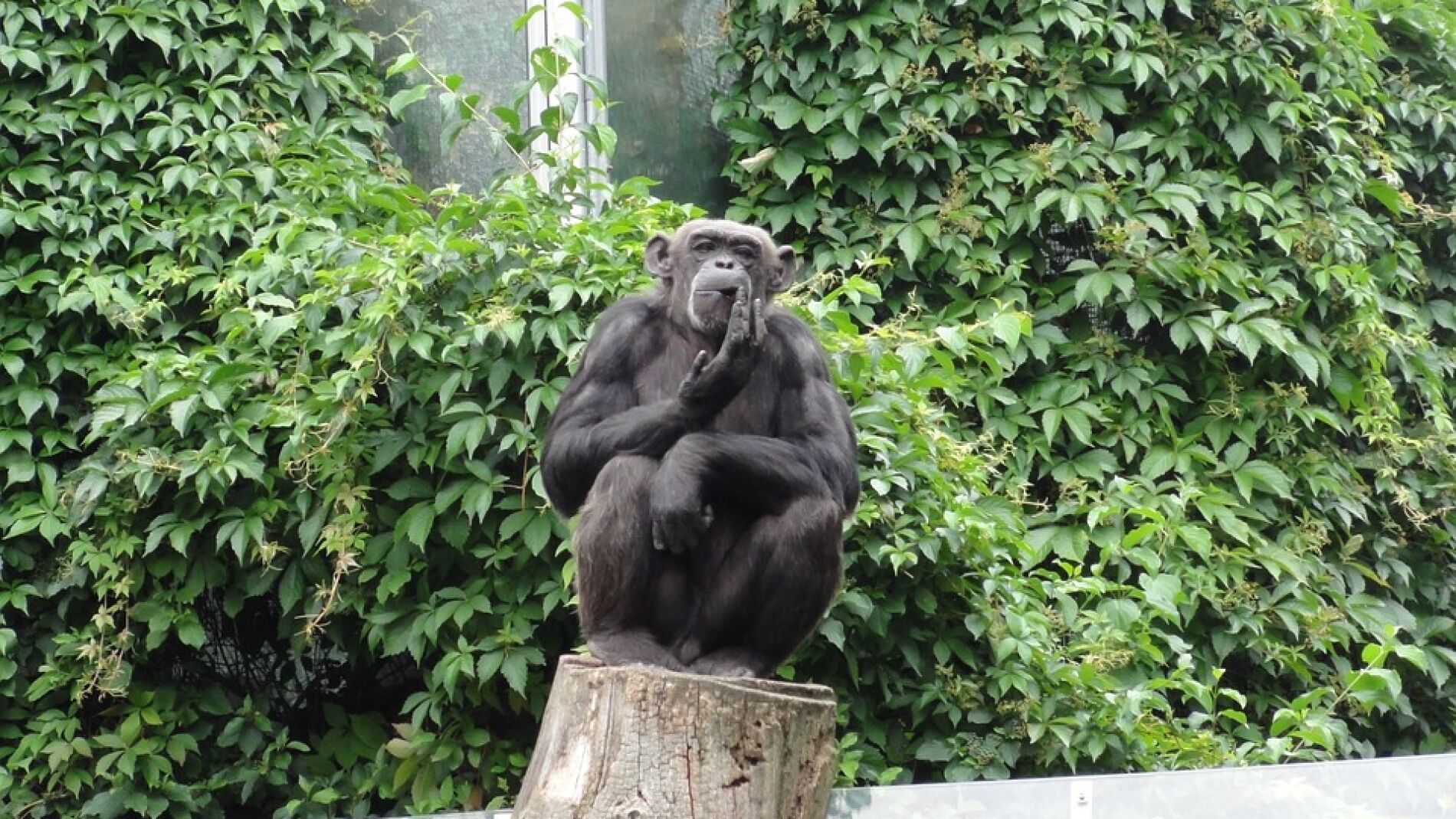 Chimpanc&eacute; en un zoo