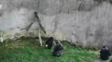 Chimpancés escapando del zoo