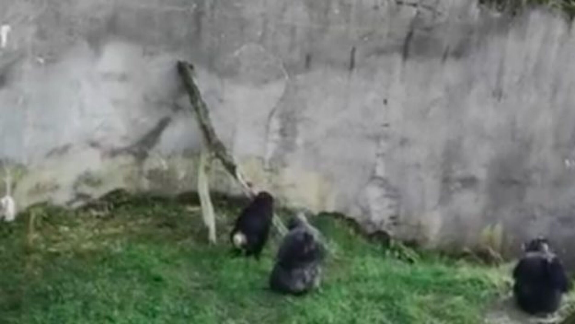 Chimpanc&eacute;s escapando del zoo