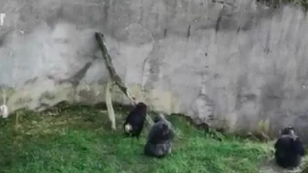 Chimpancés escapando del zoo Chimpancés escapando del zoo