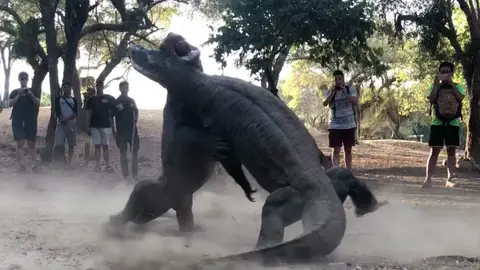 Dragones de Komodo Dragones de Komodo