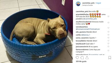 Artista brasileño convierte neumáticos viejos en camas para mascotas sin hogar