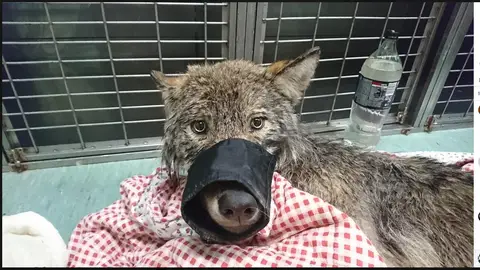 Confunden a un lobo con un perro Confunden a un lobo con un perro