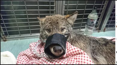 Rescatan a un perro de un río helado y se llevan una gran sorpresa cuando lo dejan en la protectora 