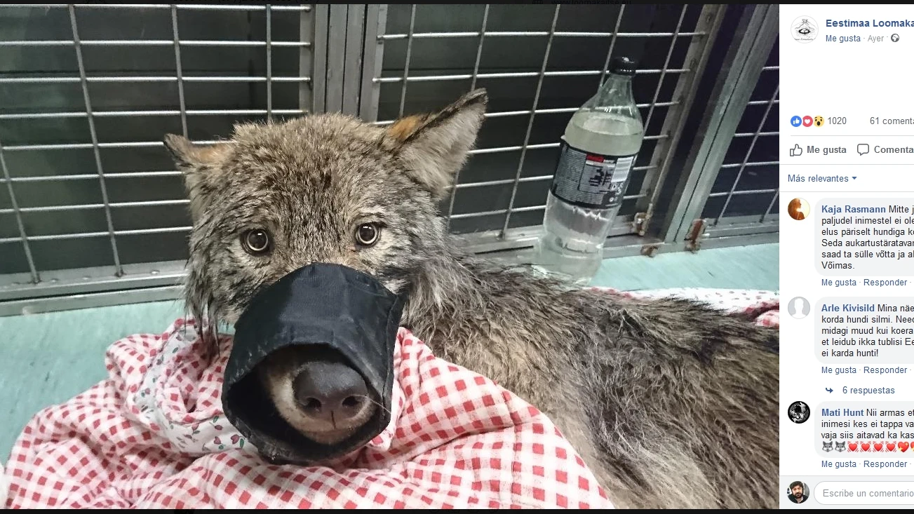 Confunden a un lobo con un perro