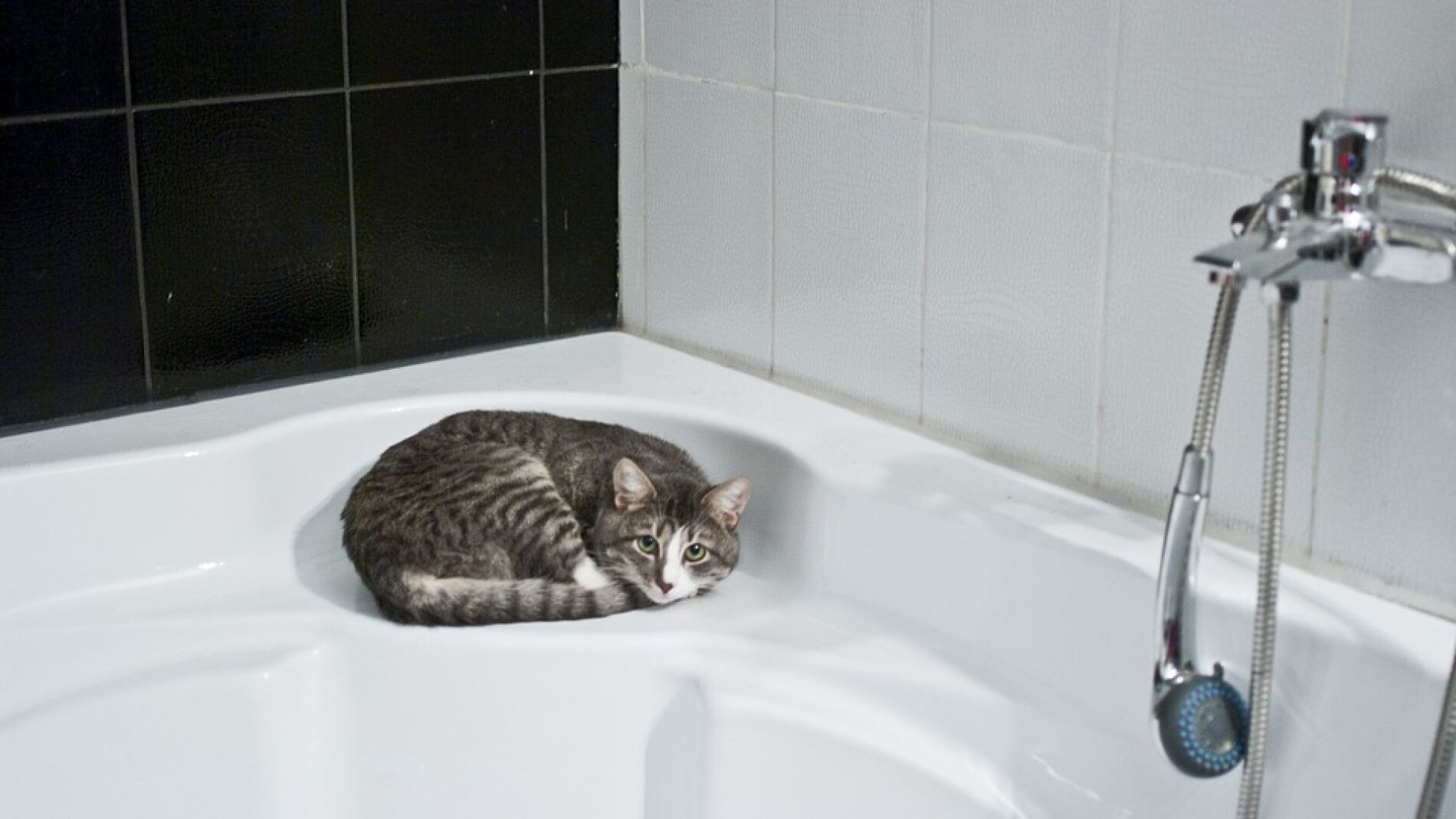 Gato en un ba&ntilde;o (Archivo)