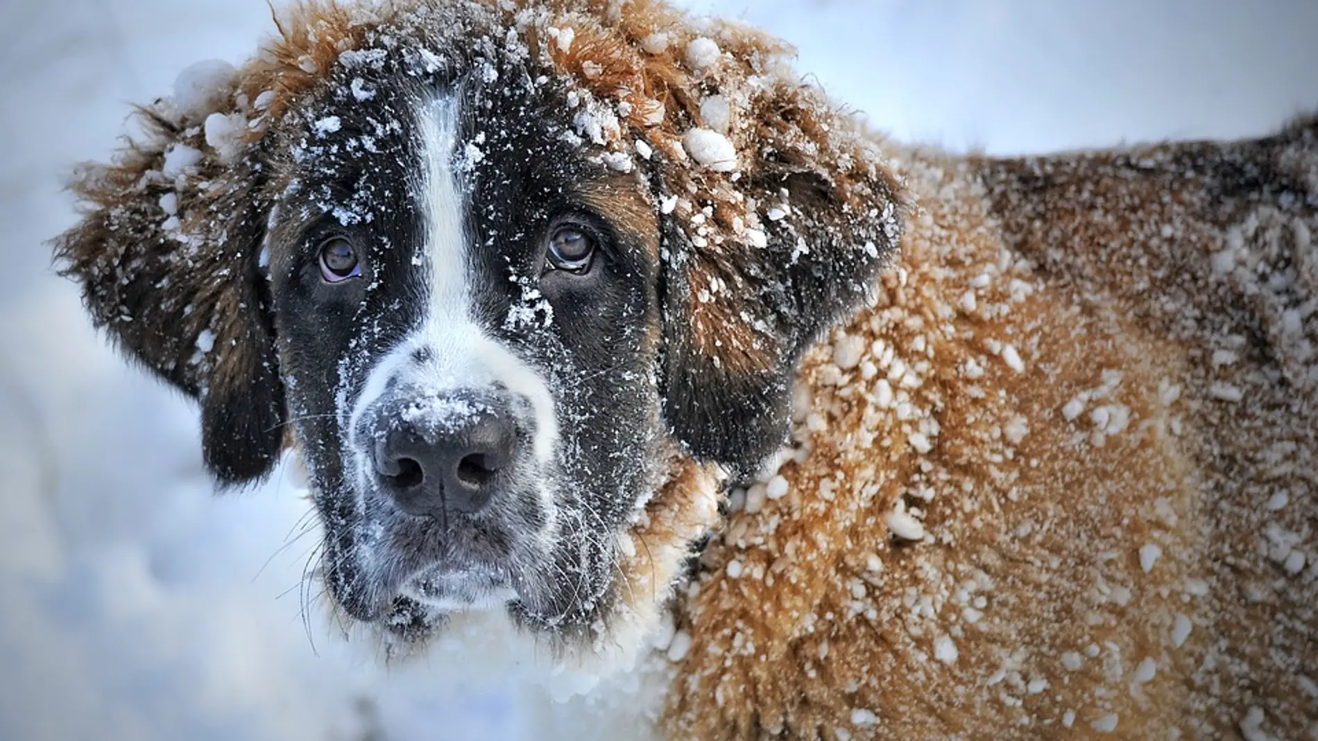 Perro en la nieve