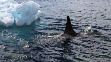 Una orca asesina sorprende a una científica en la Antartida