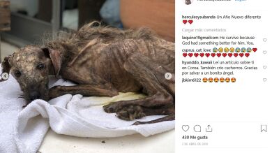 Rescatan a este perro esquelético de la calle y un año después es un clon de Chewbacca