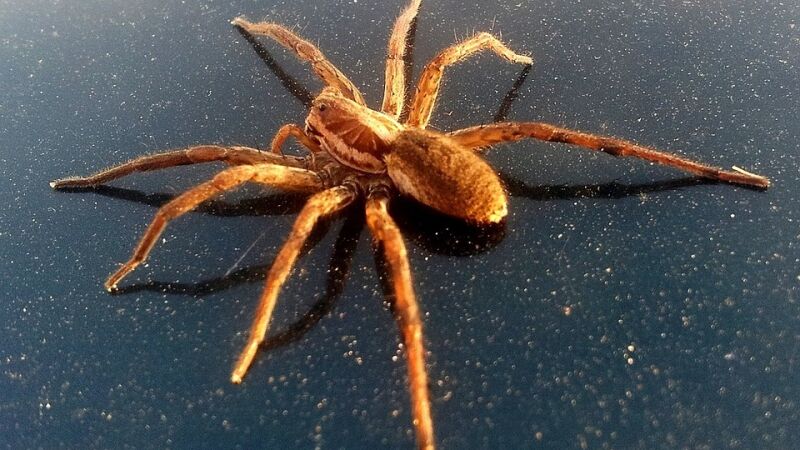 Ayuda a una enorme araña a dar a luz a 200 crías y adopta a una de mascota