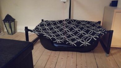 VÍDEO: Dueño crea una increíble máquina para su viejo perro