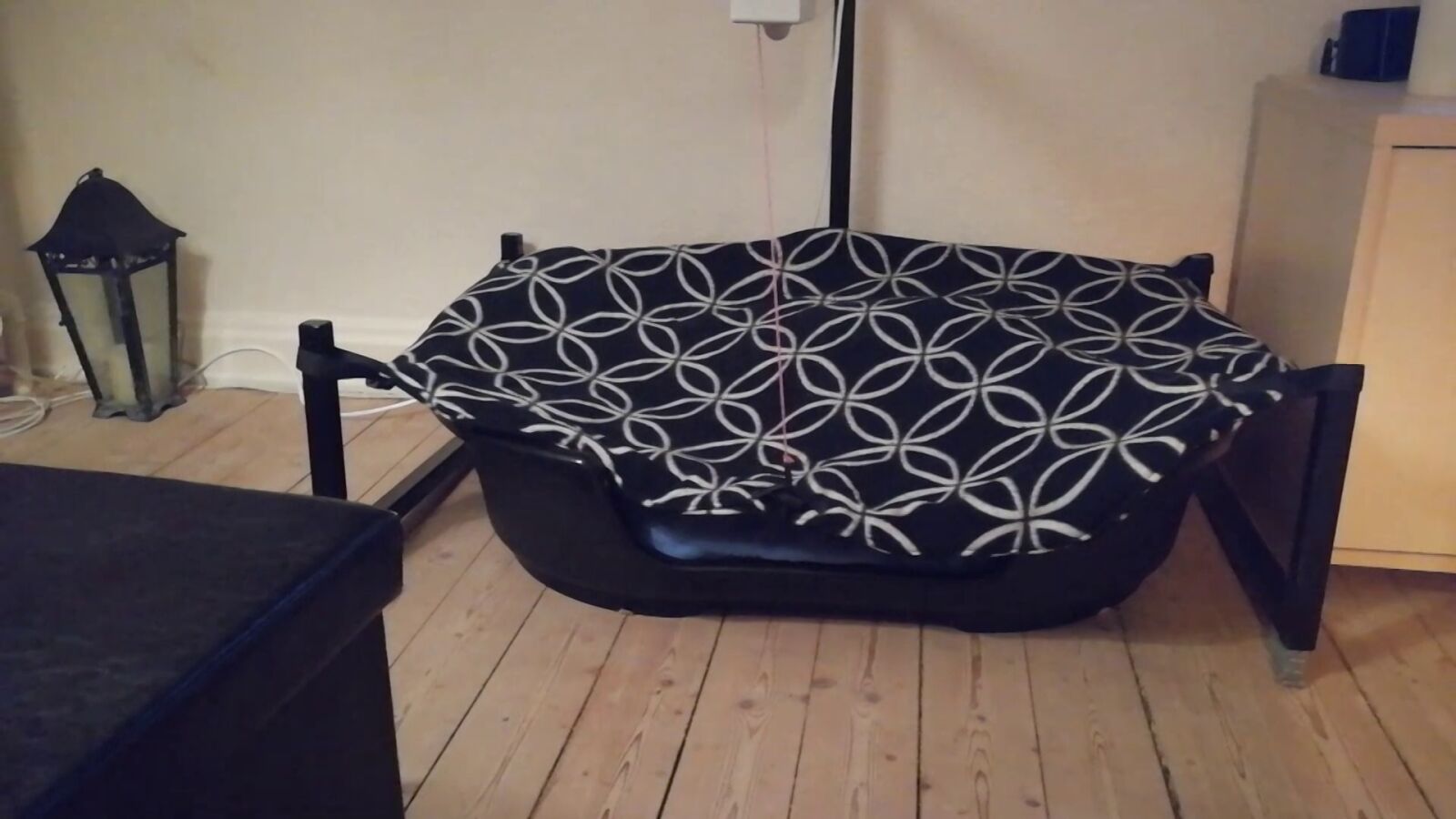 VÍDEO: Dueño crea una increíble máquina para su viejo perro