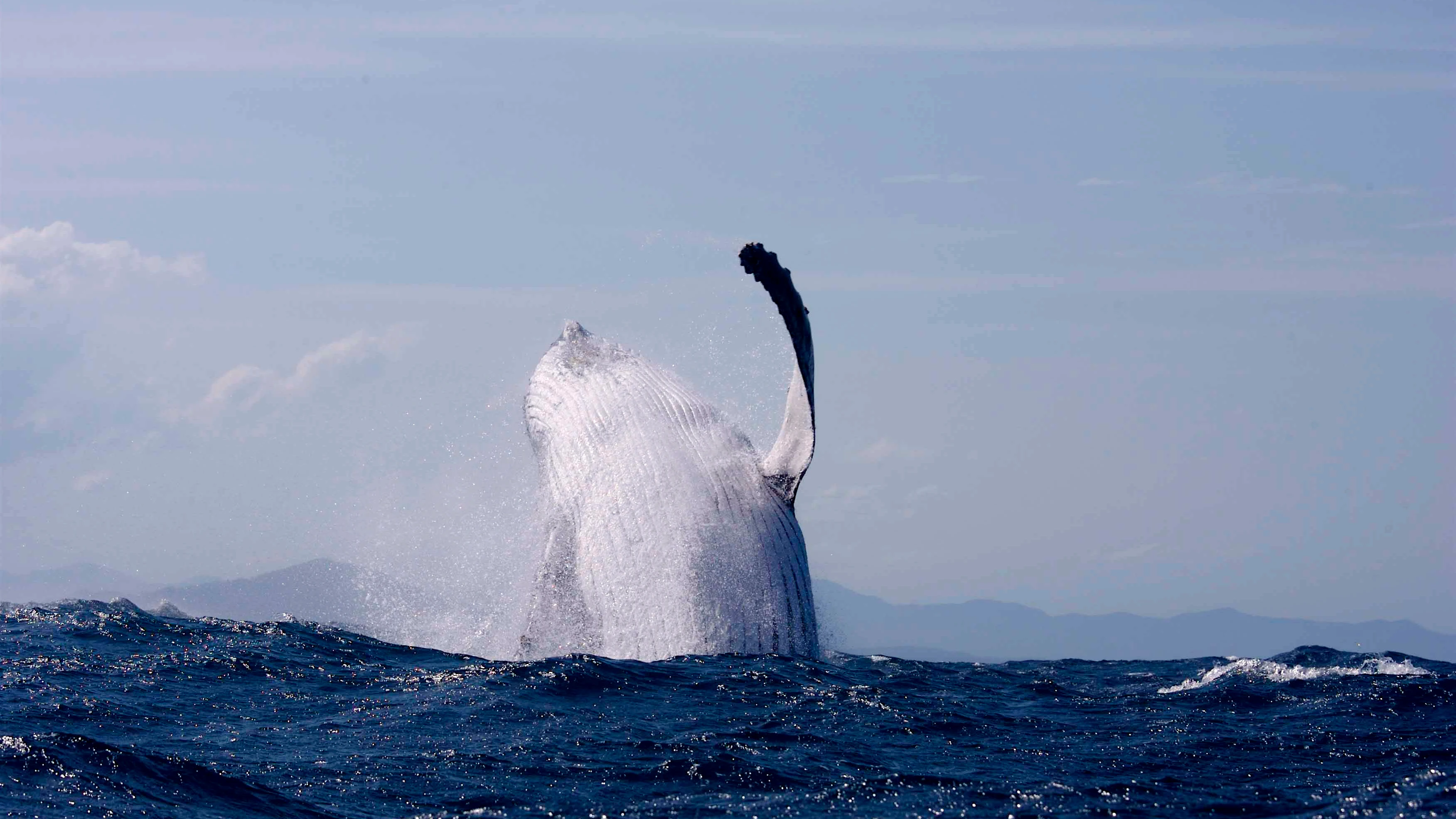 Ballena en el océano