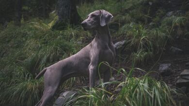 Una perra salva a un mono en la India y lo cuida como si fuera su hijo