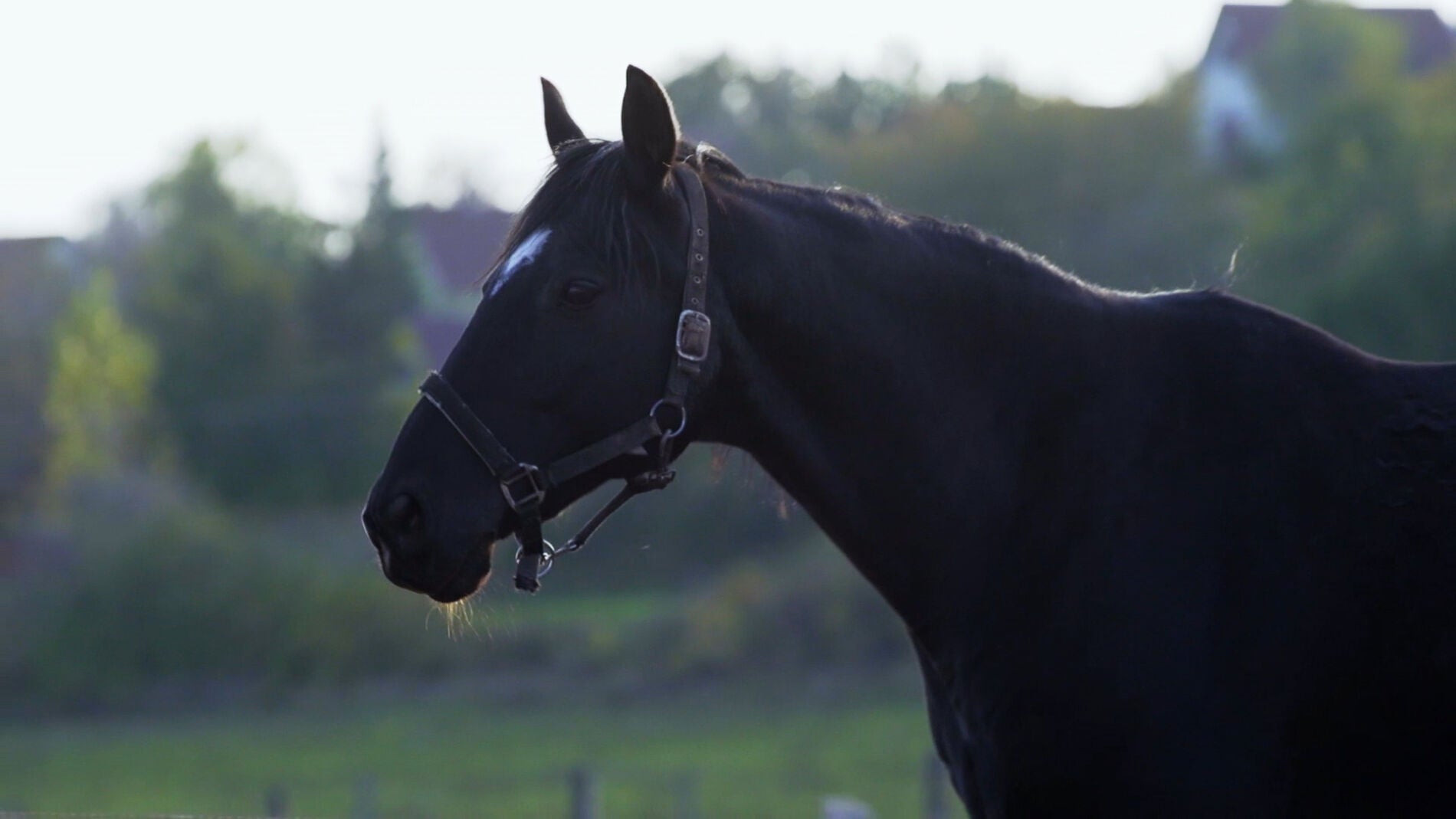 Caballos de carreras