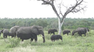 VÍDEO: Descubren a un bebé elefante rosa como los de Disney