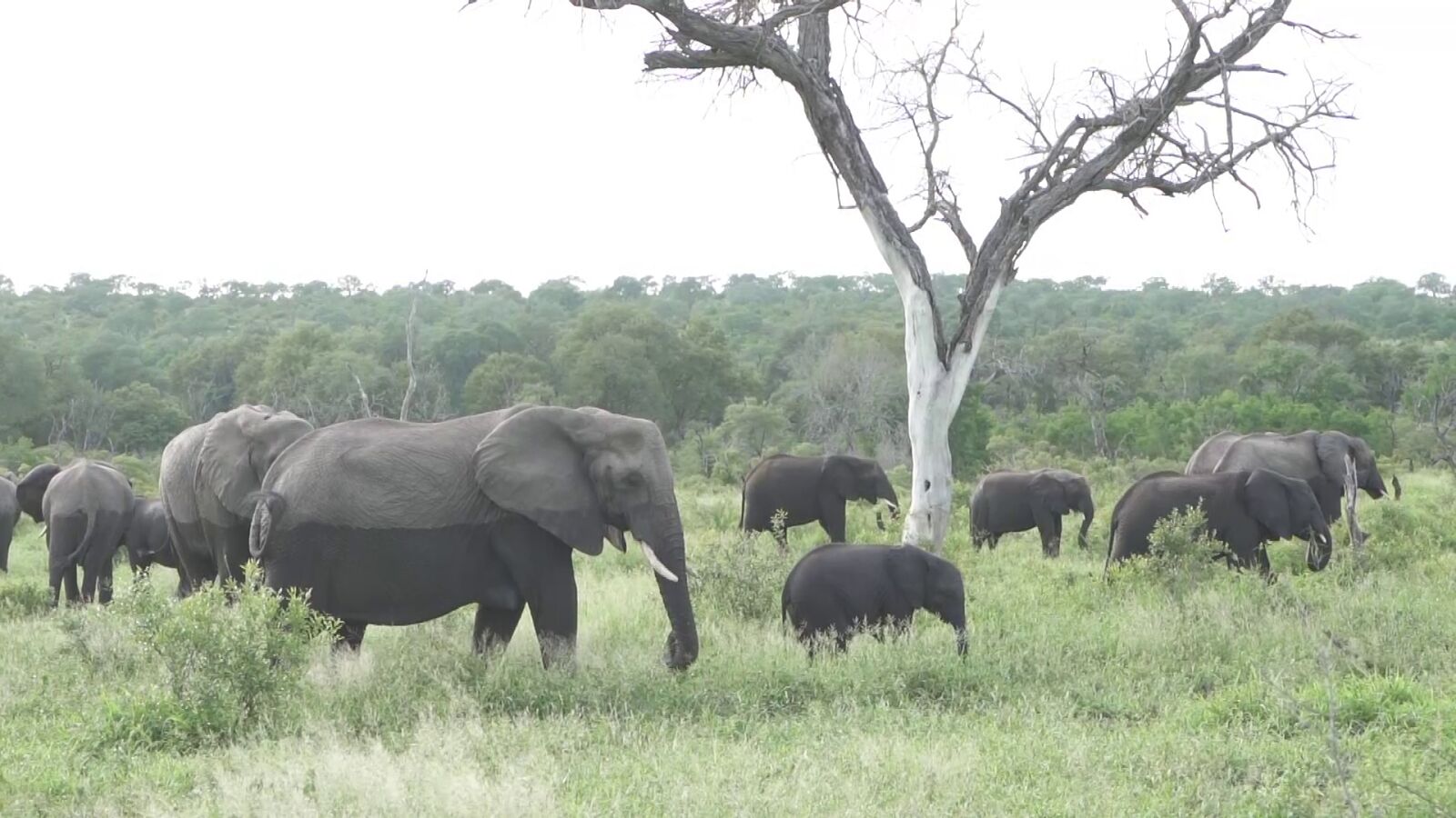 VÍDEO: Descubren a un bebé elefante rosa como los de Disney
