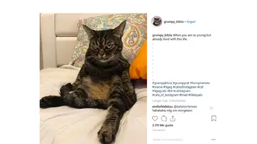 La gata que triunfa en Instagram