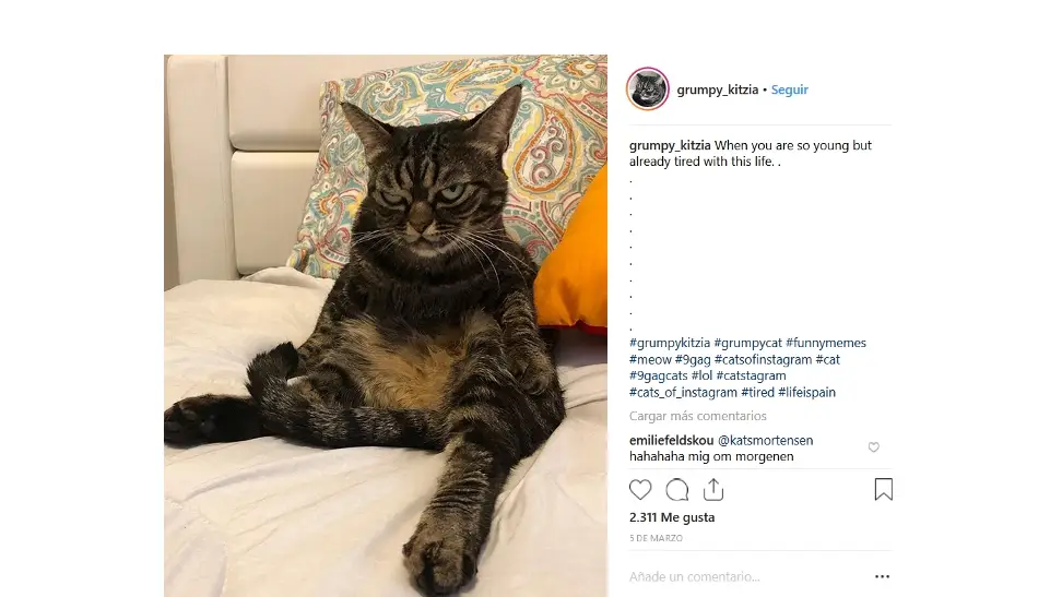 La gata que triunfa en Instagram