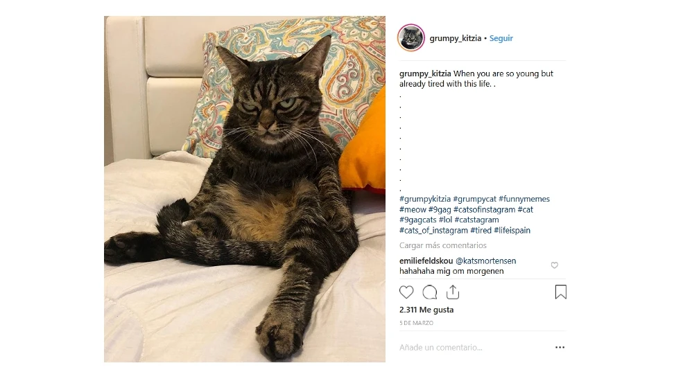 La gata que triunfa en Instagram La gata que triunfa en Instagram