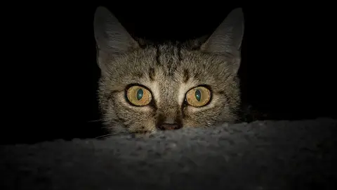 Gato nocturno Gato nocturno