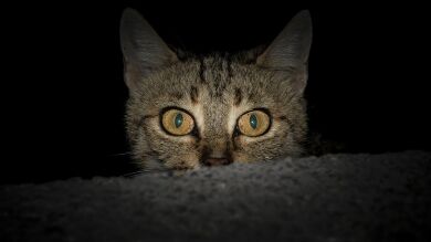 Instala una cámara para grabar lo que hace su gato mientras duerme y las imágenes se vuelven virales
