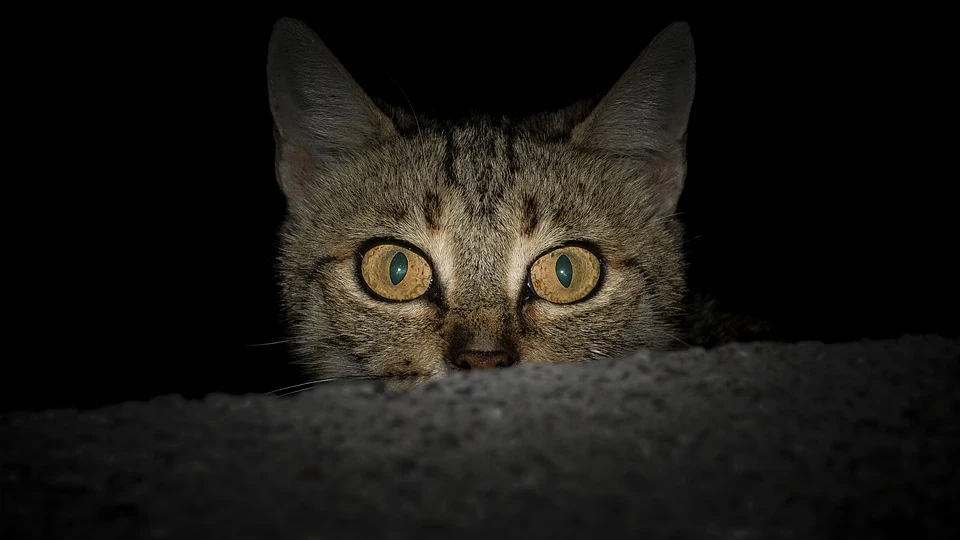 Gato nocturno