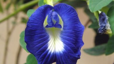 Carta de un clítoris ofendido