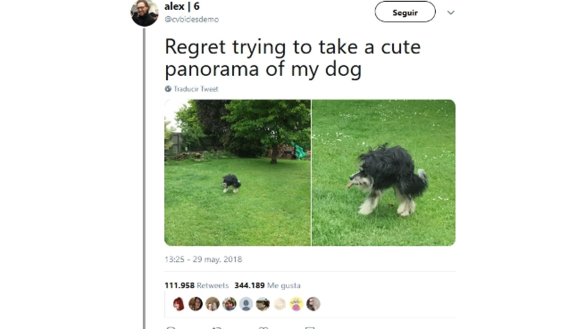 Panor&aacute;micas fallidas con animales