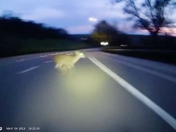 Ciervo en la carretera
