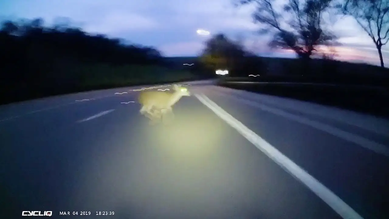 Ciervo en la carretera